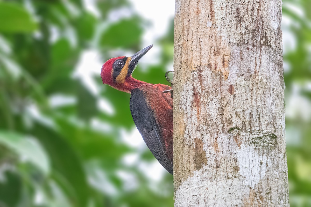 Crimson-bellied Woodpecker - ML196166421