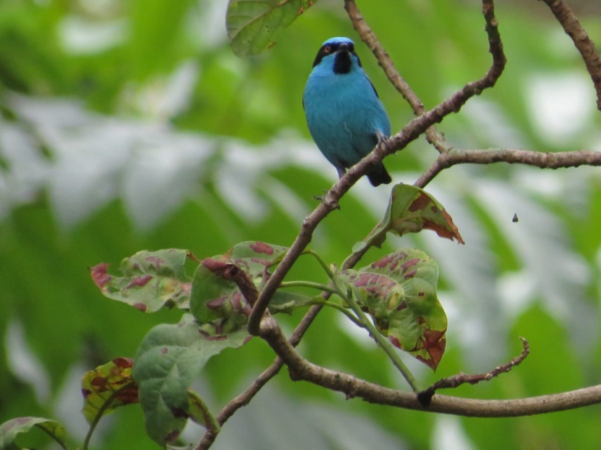 Turquoise Dacnis - ML196166871