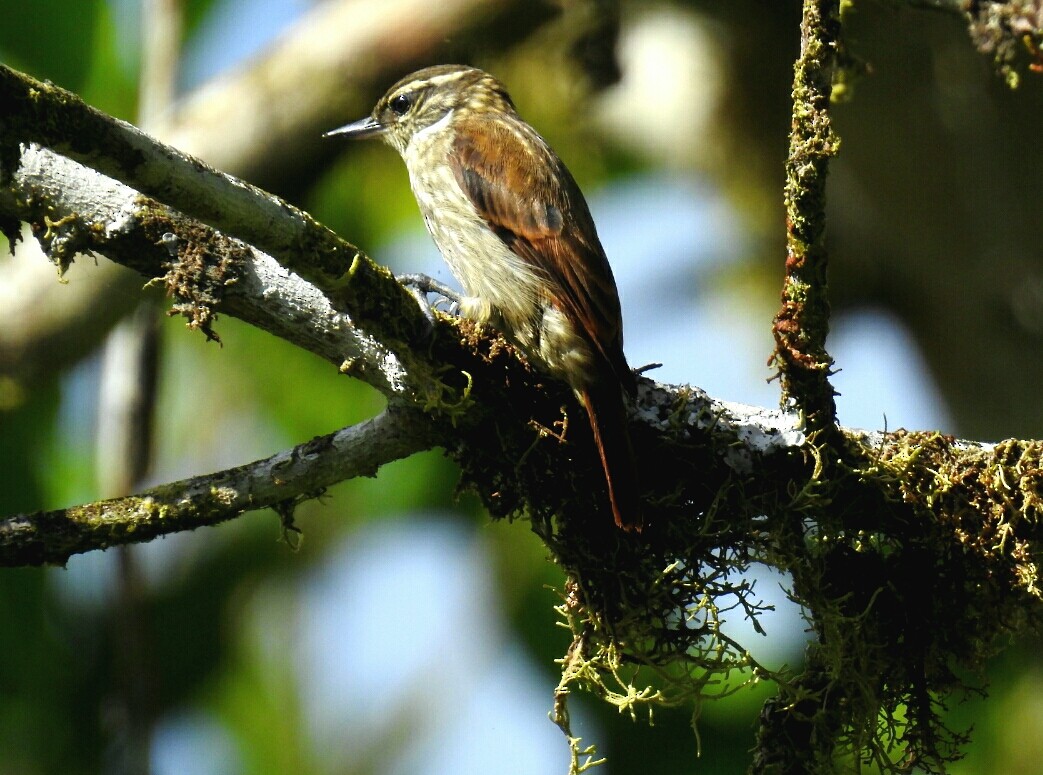 Slender-billed Xenops - ML196167231