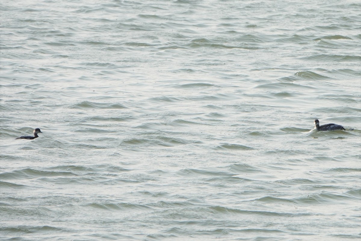 Svasso piccolo - ML196168281