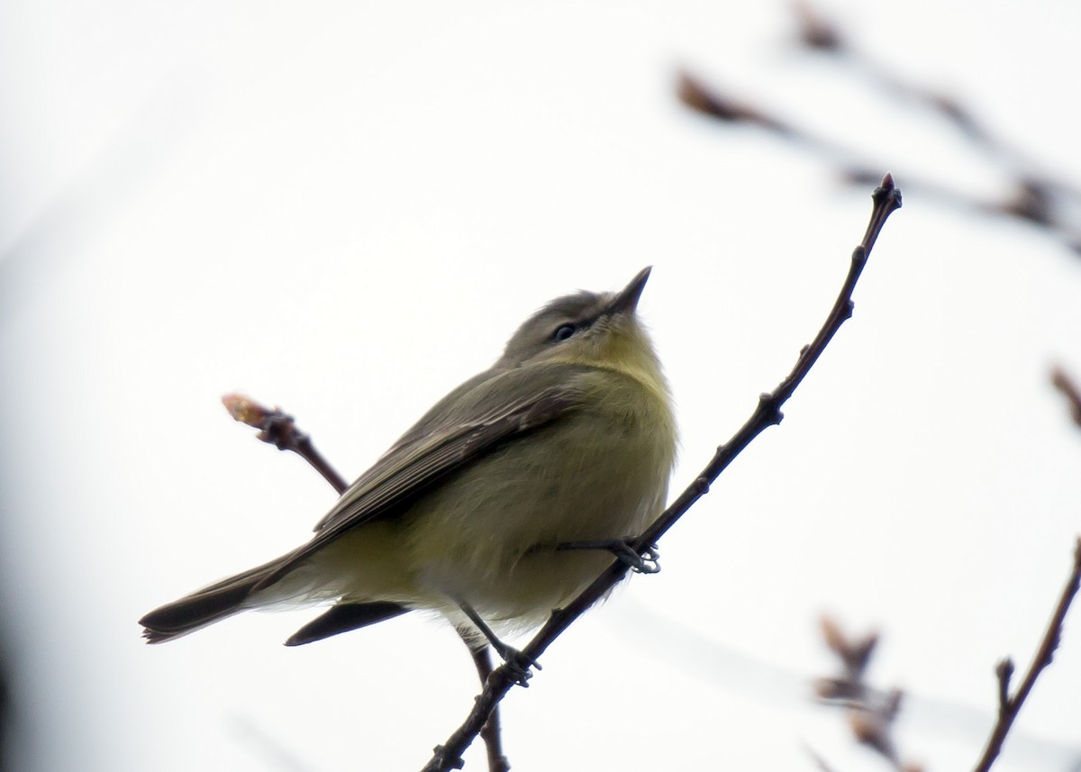 Philadelphia Vireo - ML196170811