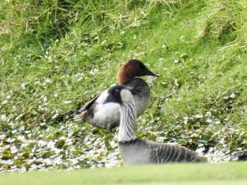 Canvasback - ML196172021