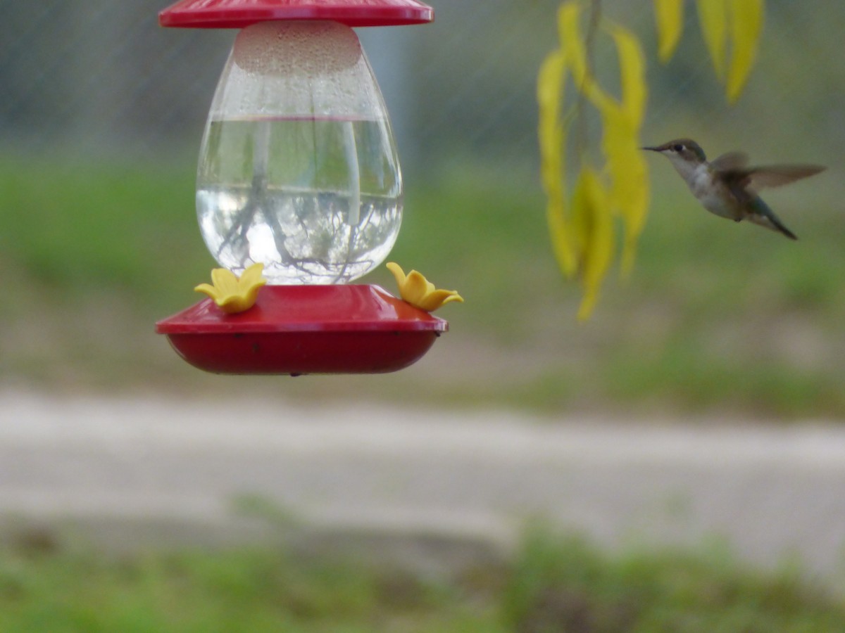 Rufous Hummingbird - Kevin Rohling