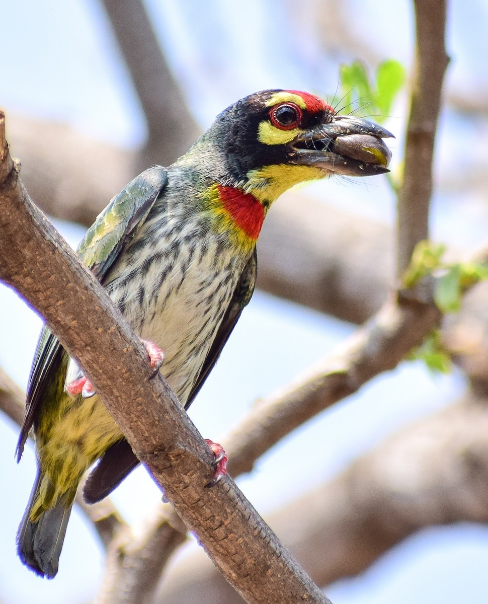 Coppersmith Barbet - ML196172731