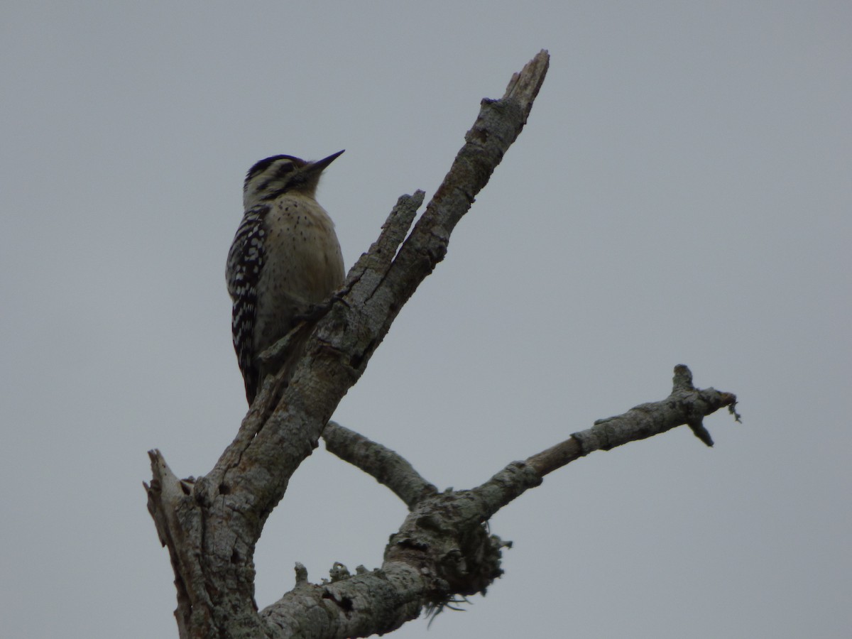 Ladder-backed Woodpecker - Kevin Rohling