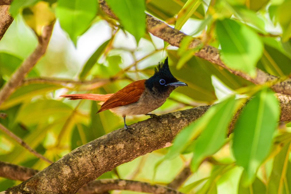 Indian Paradise-Flycatcher - ML196174061
