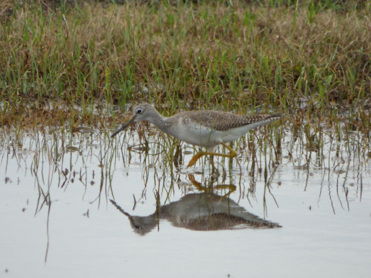 Greater Yellowlegs - Kevin Rohling