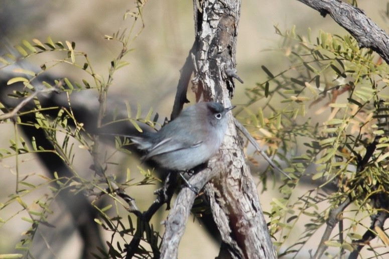 Black-tailed Gnatcatcher - ML196175391