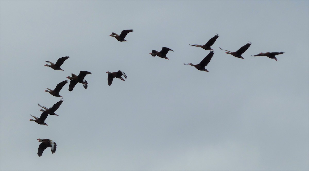 rødnebbplystreand (fulgens) - ML196175671