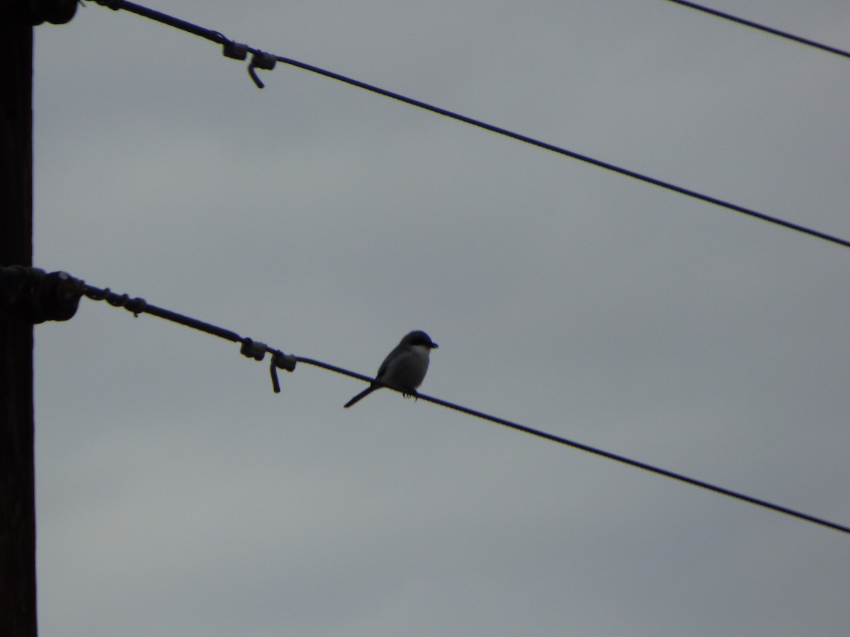 Loggerhead Shrike - Kevin Rohling