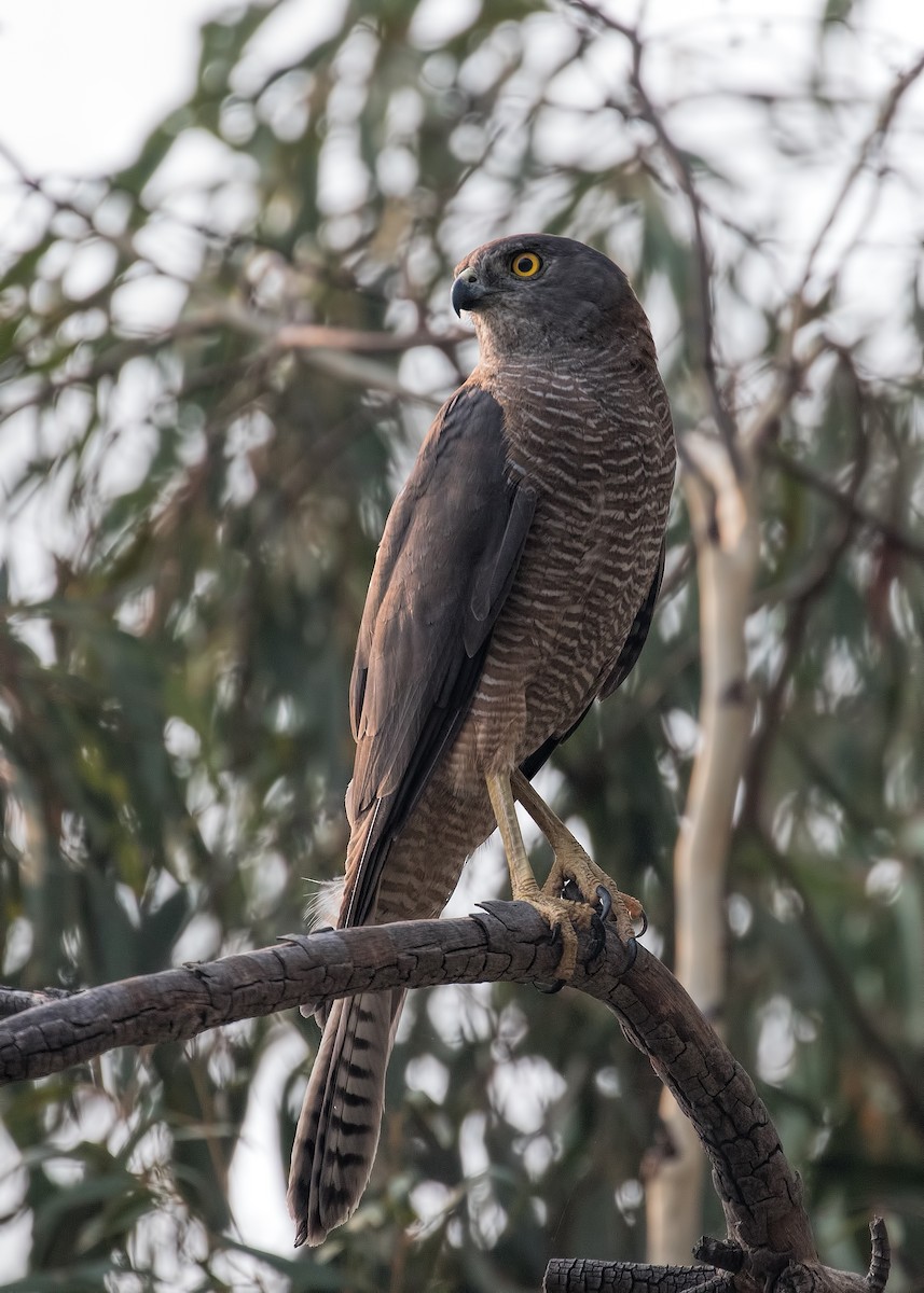 Brown Goshawk - ML196178601