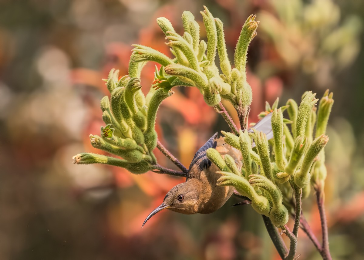 Eastern Spinebill - ML196178721