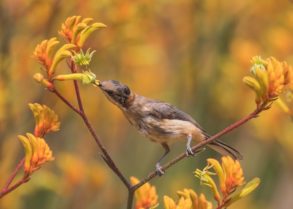 Eastern Spinebill - ML196178751