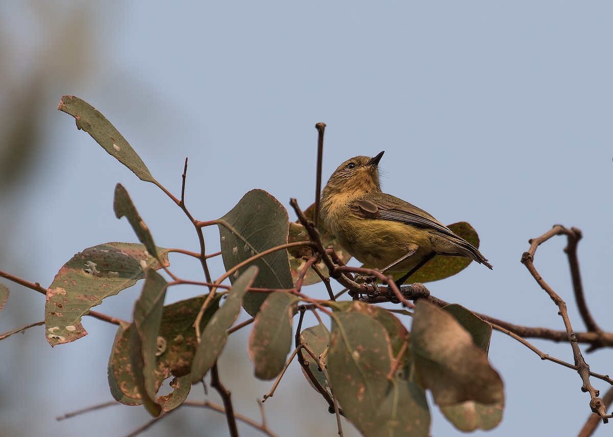 Yellow Thornbill - ML196178971