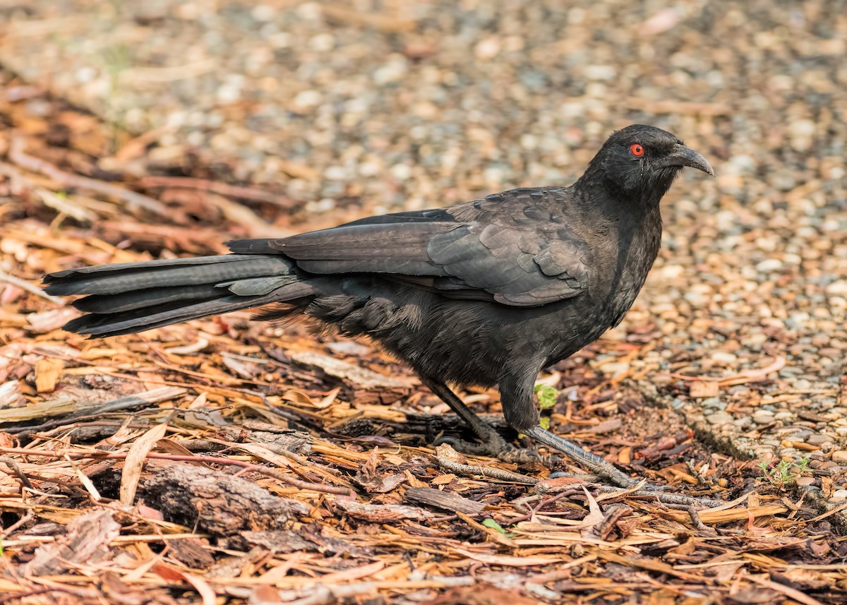 White-winged Chough - ML196179091