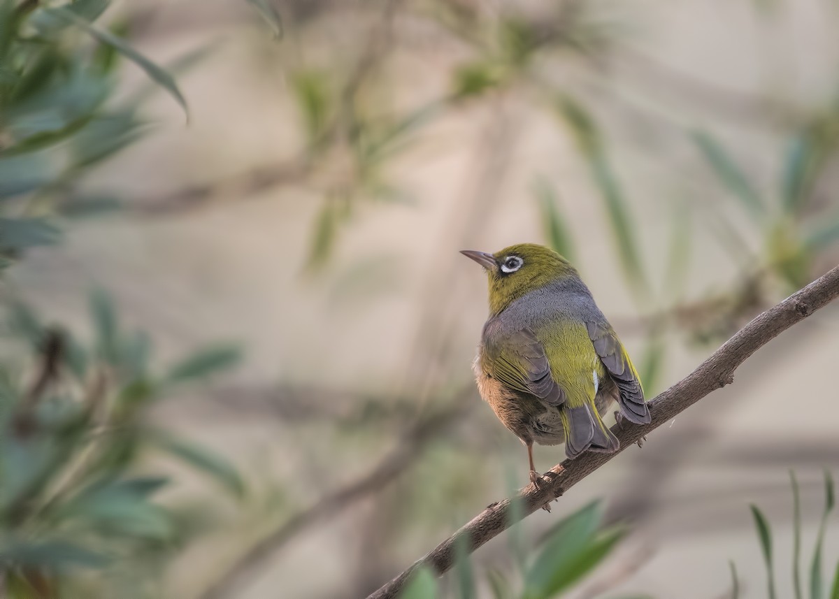 Silvereye - ML196179201