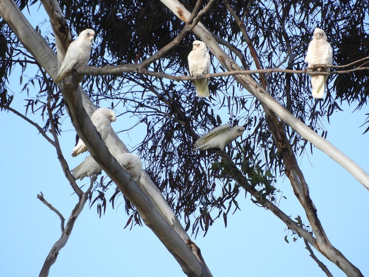 Little Corella - ML196182551