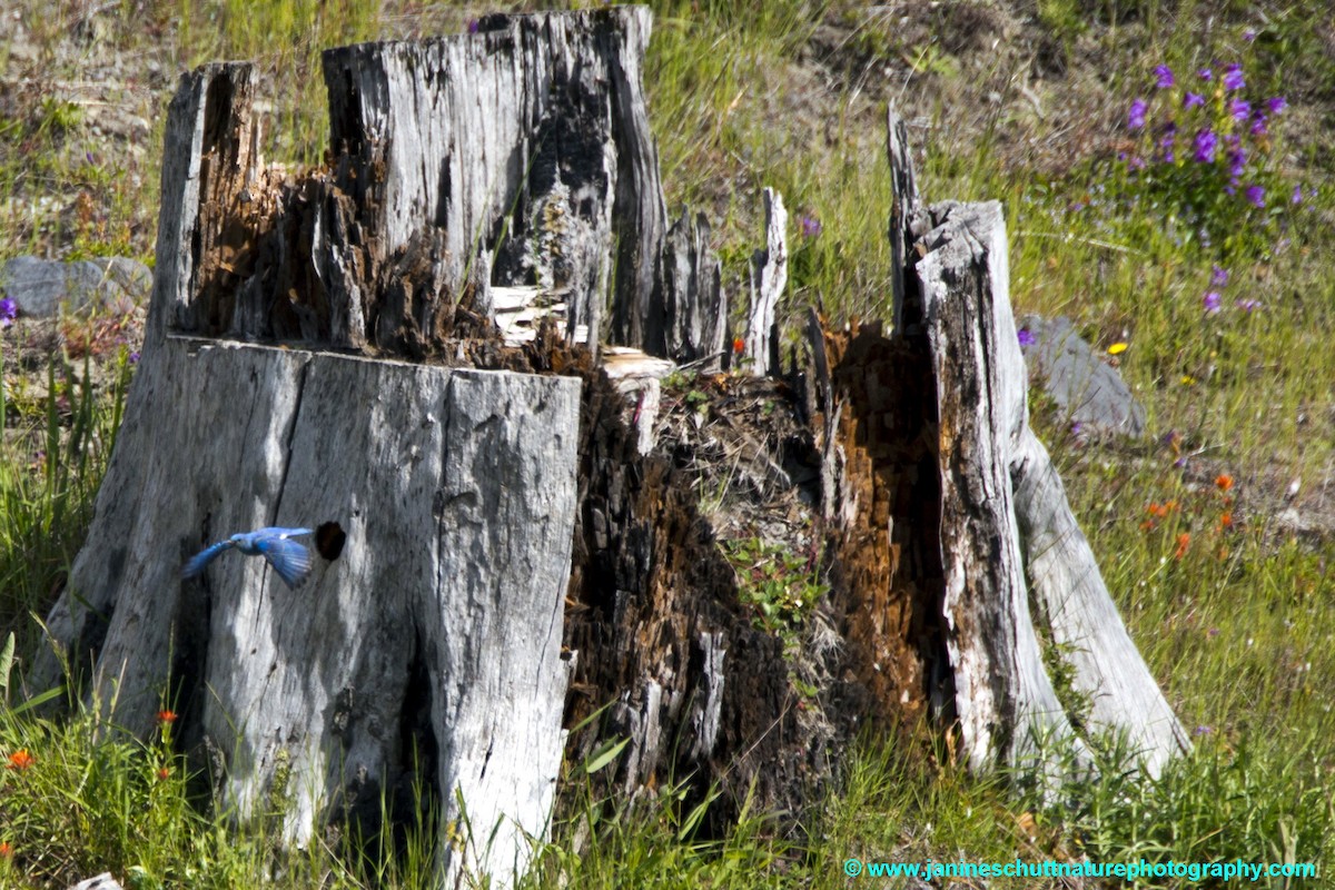 Mountain Bluebird - ML196182611