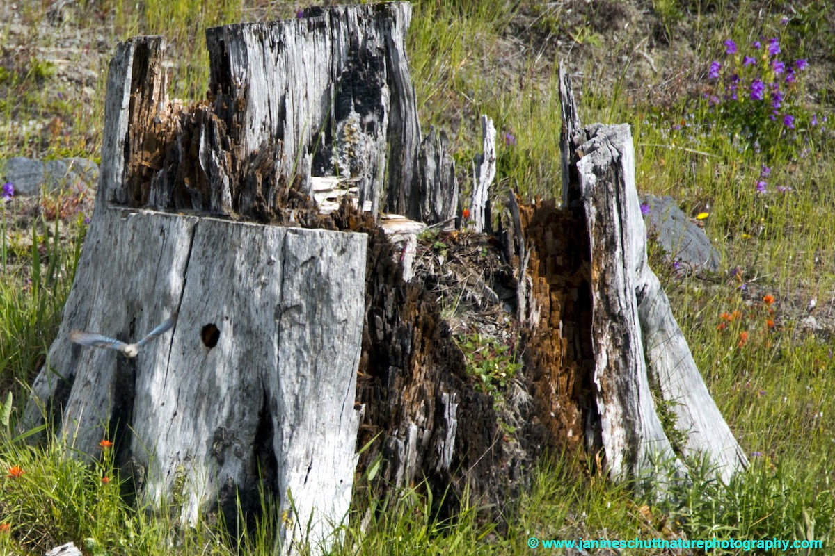 Mountain Bluebird - ML196182621