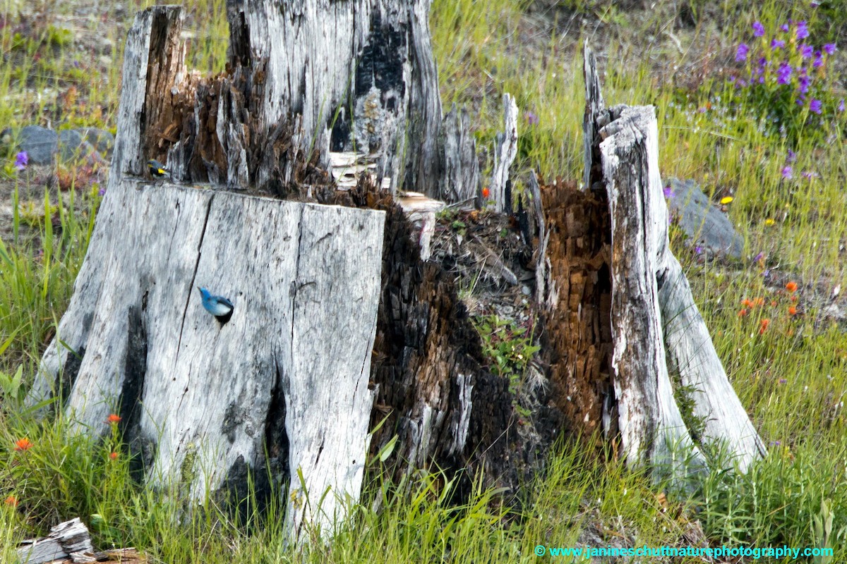 Mountain Bluebird - ML196182631