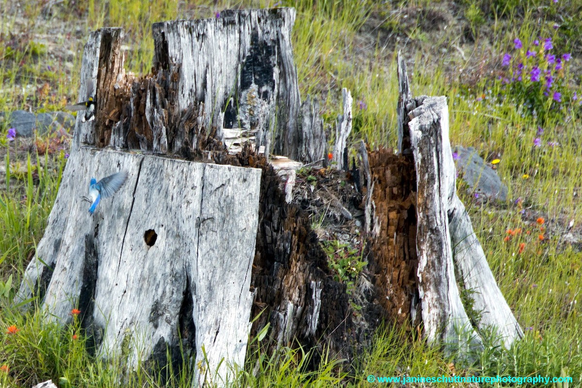 Mountain Bluebird - ML196182641