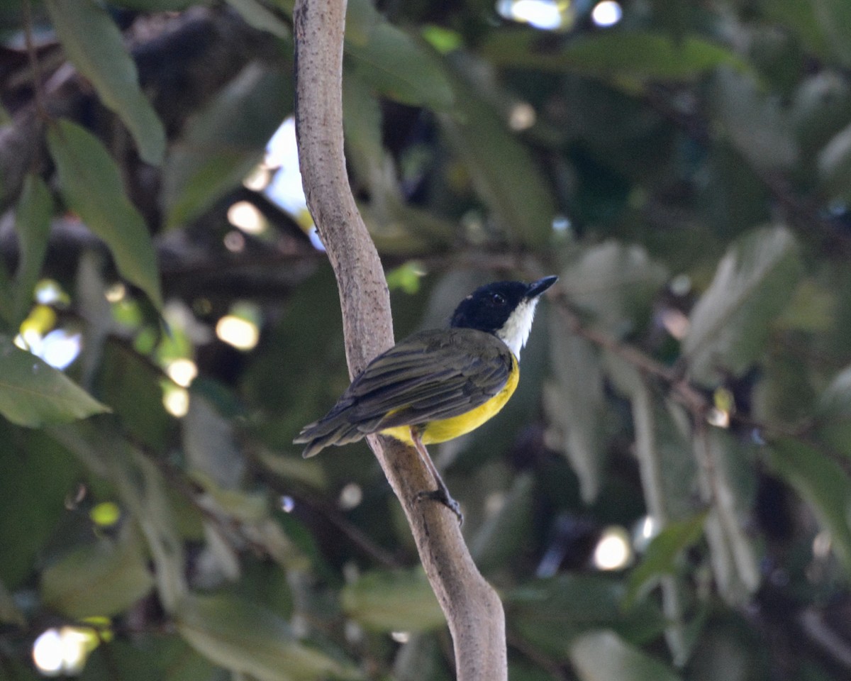 Fiji Whistler (White-throated) - Mary McGreal