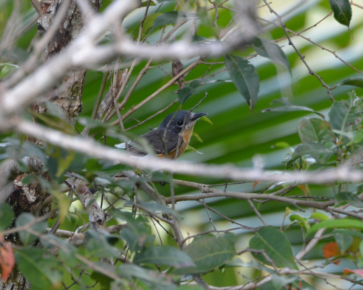 Vanikoro Flycatcher - ML196183651