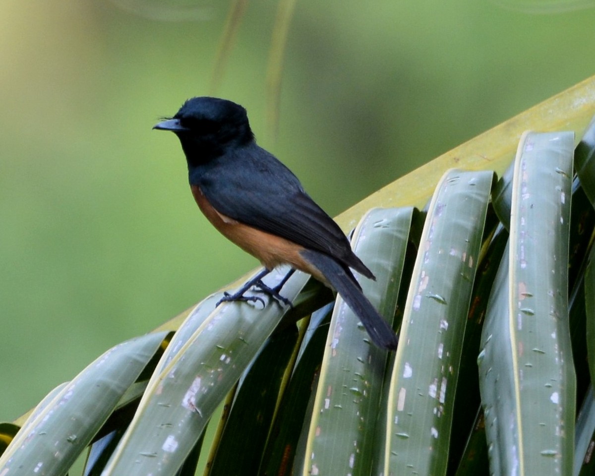 Vanikoro Flycatcher - ML196183671