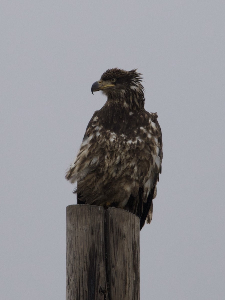 Bald Eagle - ML196183841