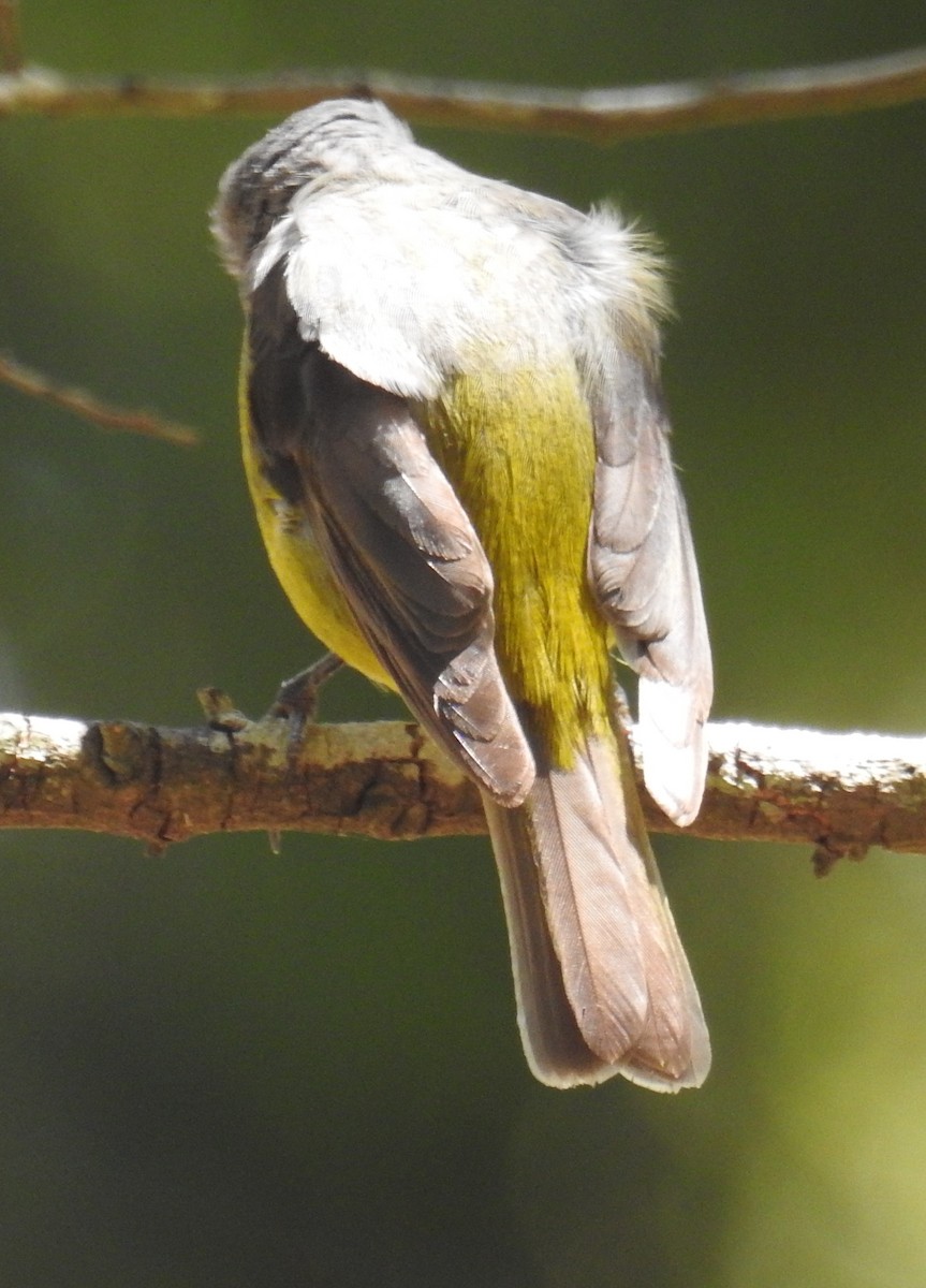 Eastern Yellow Robin - ML196185611