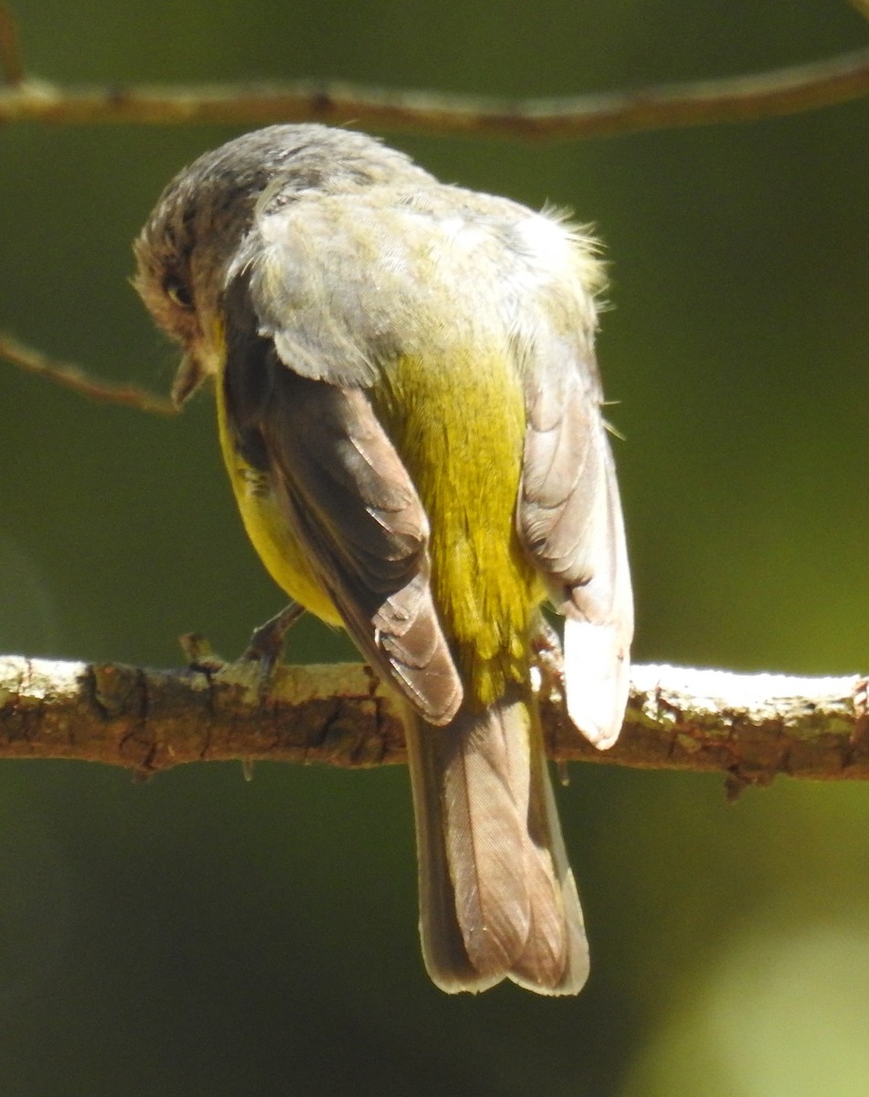 Eastern Yellow Robin - ML196185661