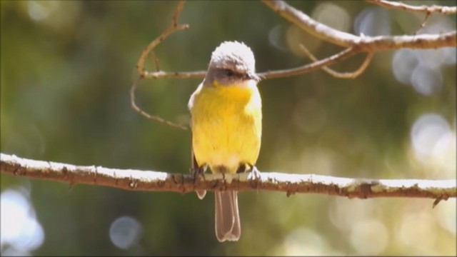 Eastern Yellow Robin - ML196186321