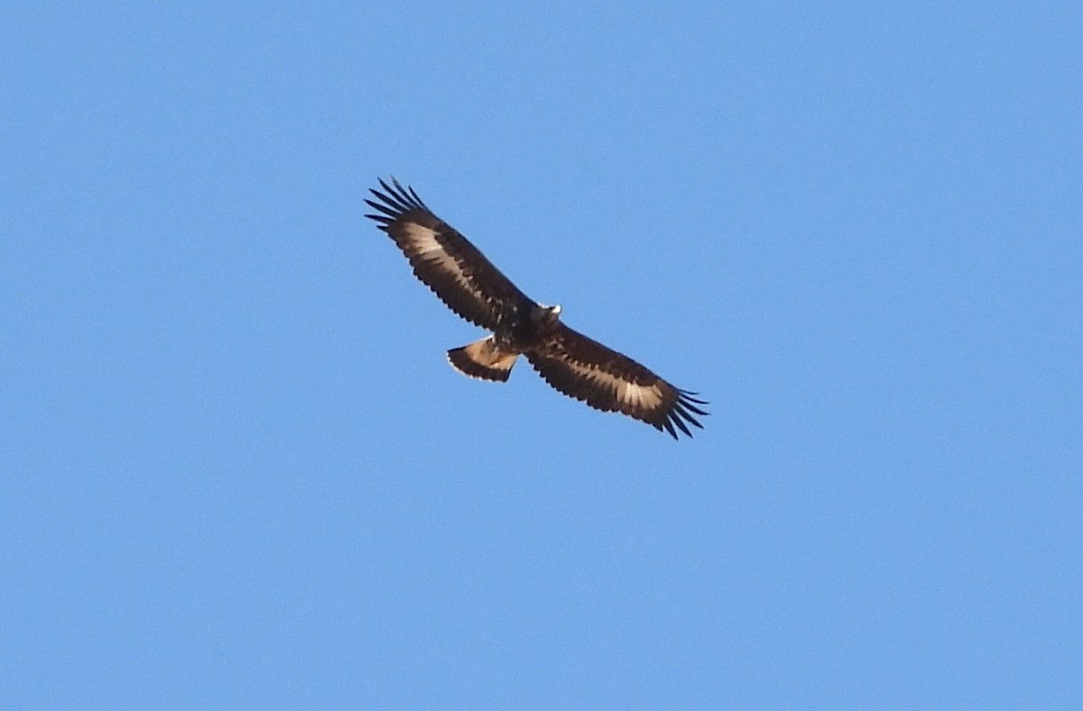 Golden Eagle - ML196186801