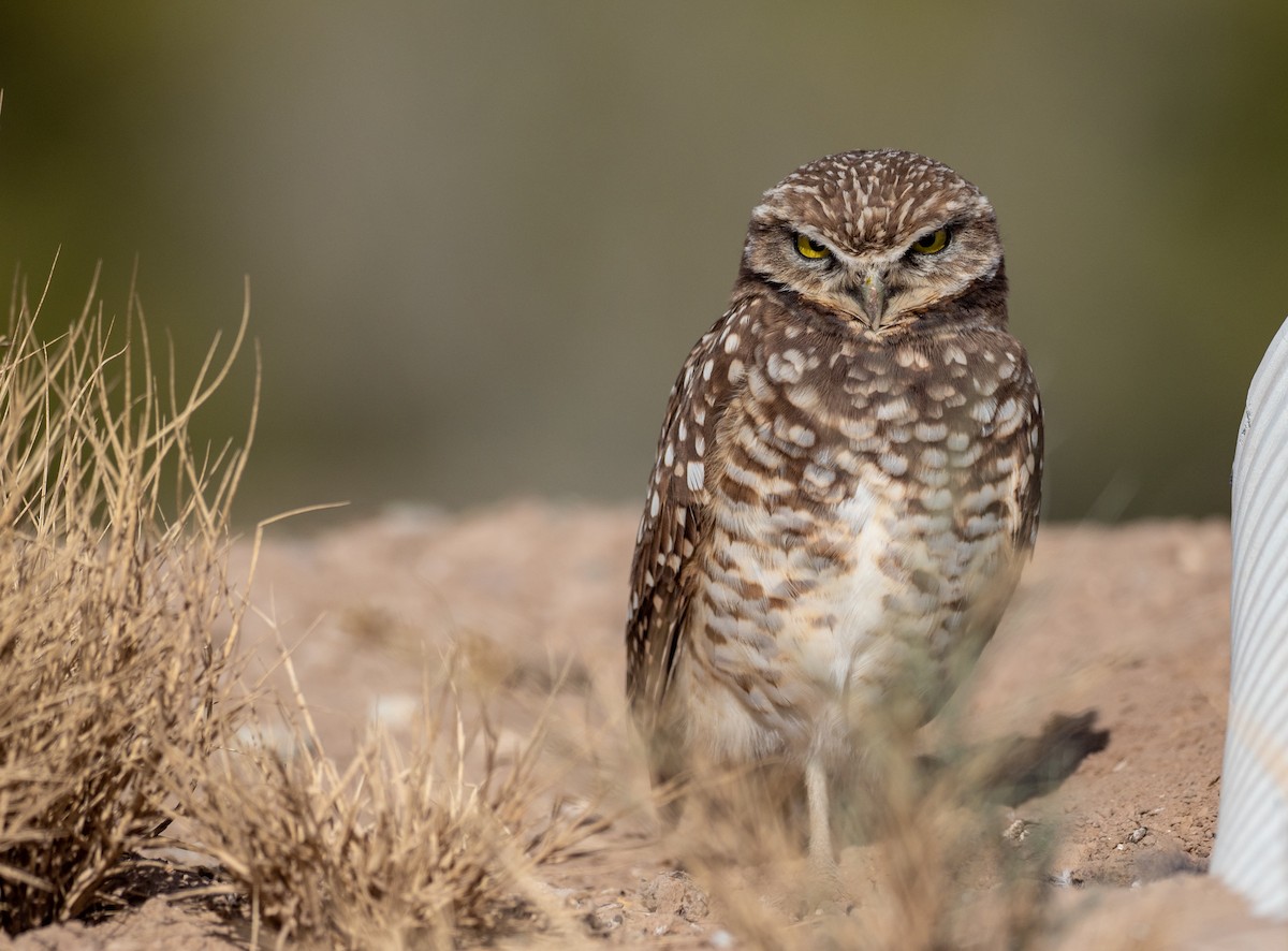 Burrowing Owl - Forest Botial-Jarvis