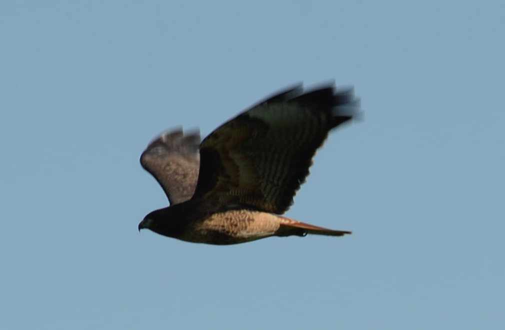 Red-tailed Hawk - Tim Sunderman