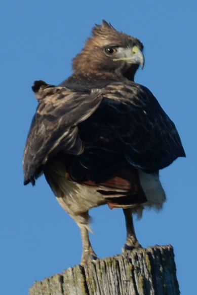 Red-tailed Hawk - ML196188431