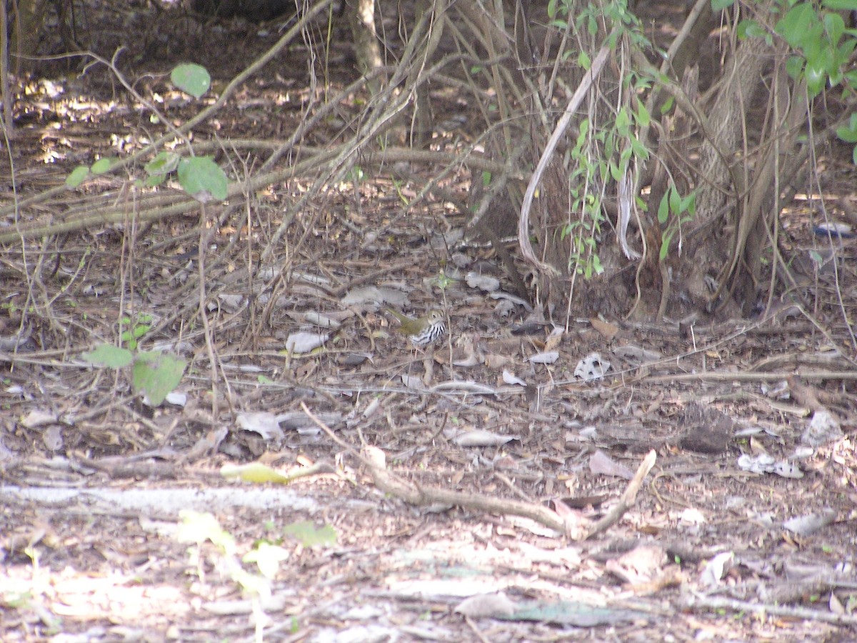 Ovenbird - ML196192061