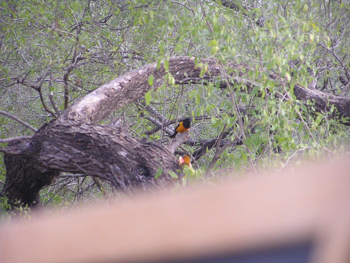 Black-vented Oriole - ML196192401
