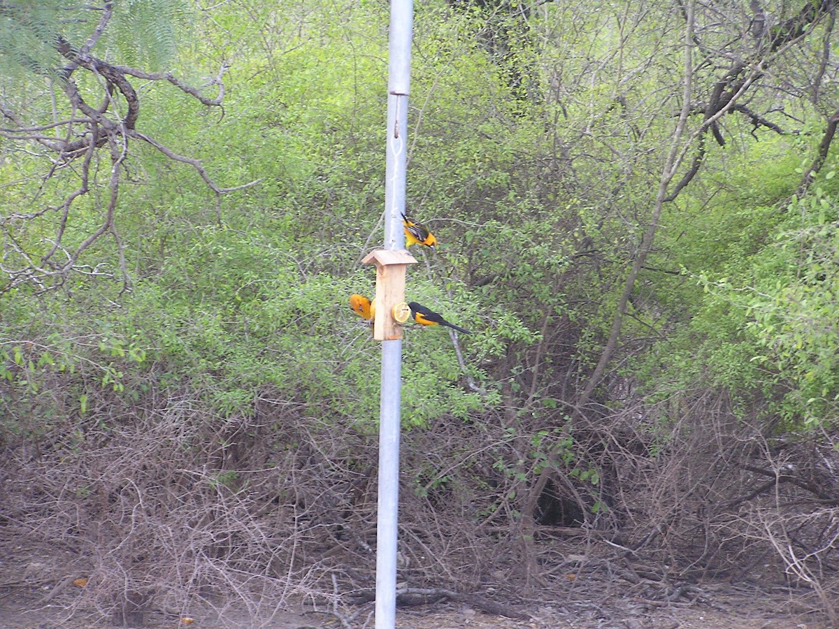 Black-vented Oriole - ML196192411