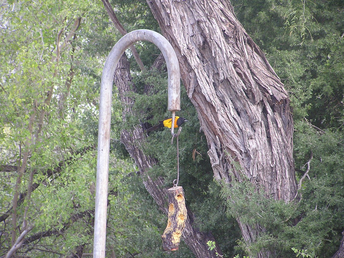 Black-vented Oriole - ML196192421