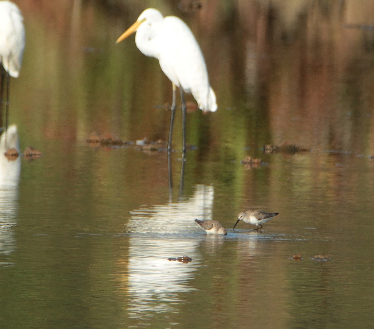 Curlew Sandpiper - ML196192851