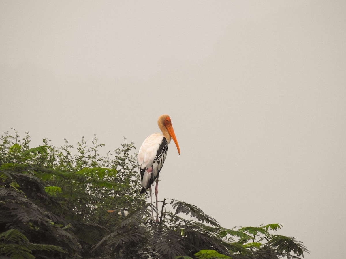 Painted Stork - ML196198011