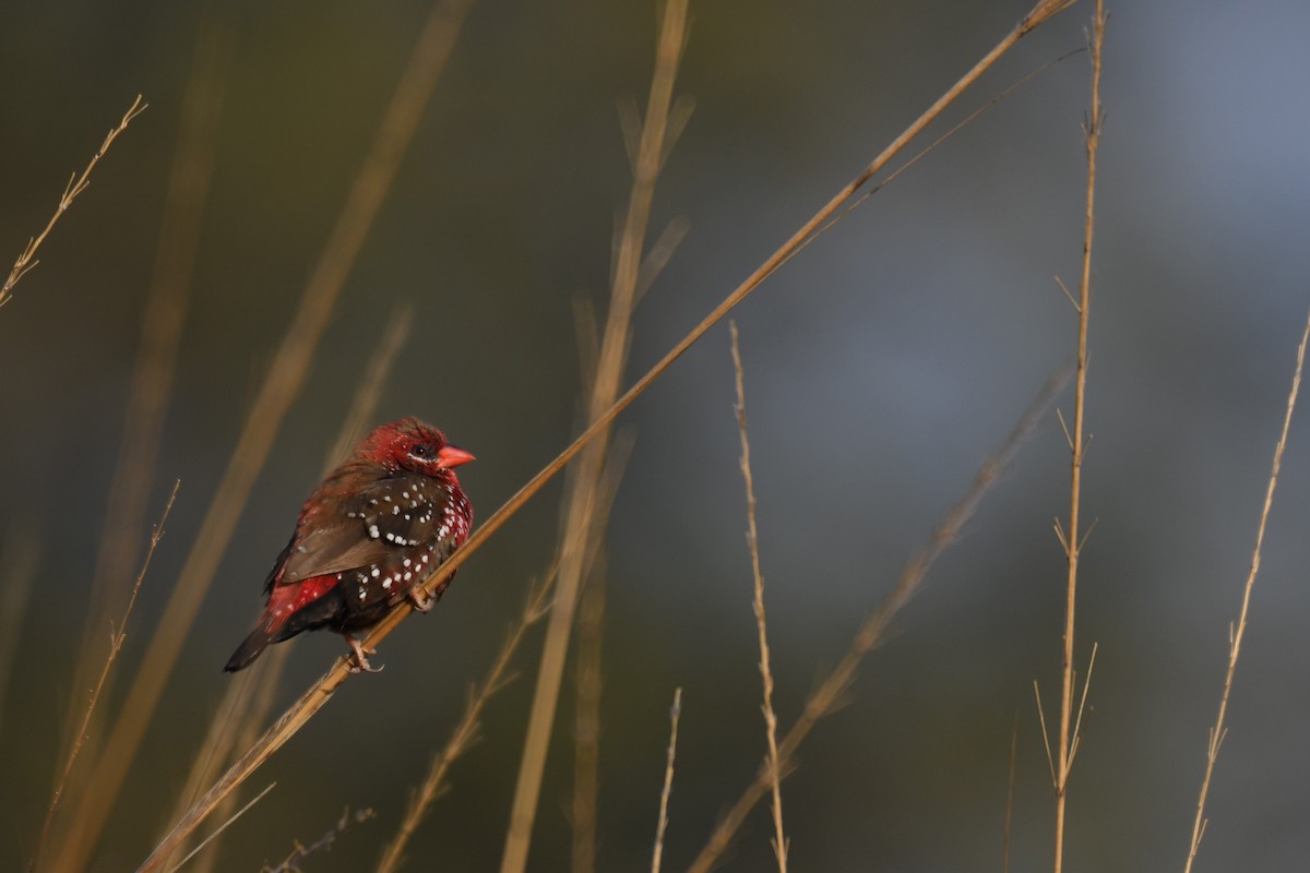 Red Avadavat - ML196198541