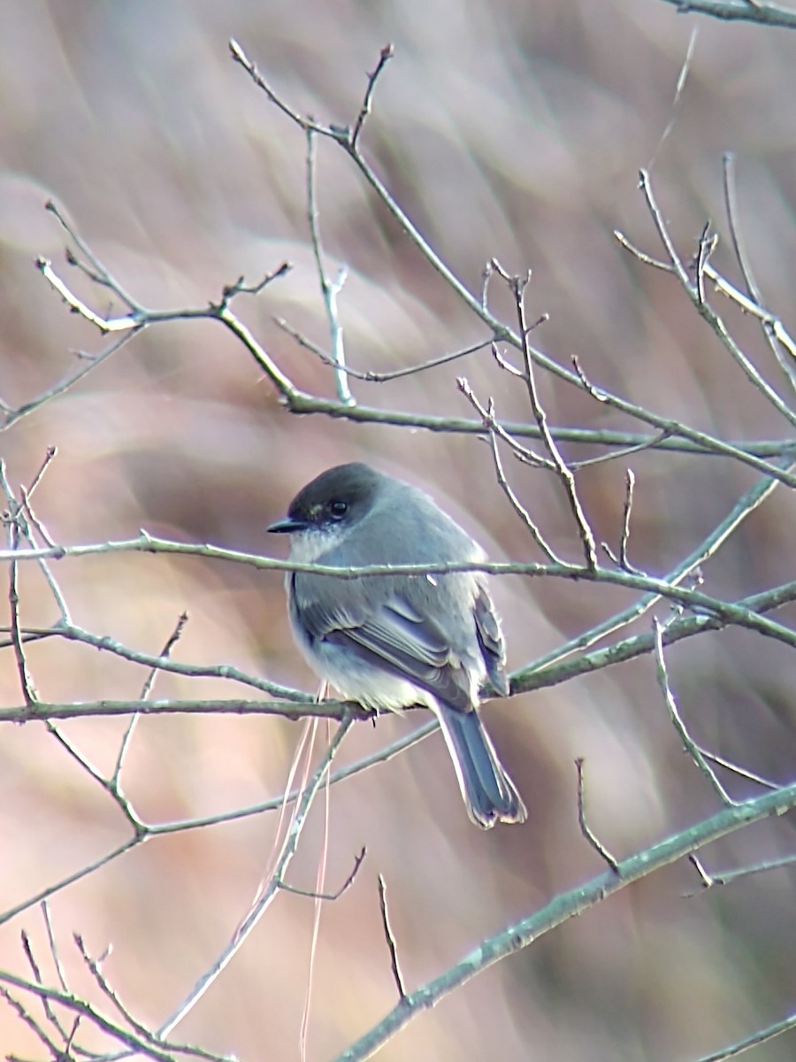 Eastern Phoebe - ML196199031