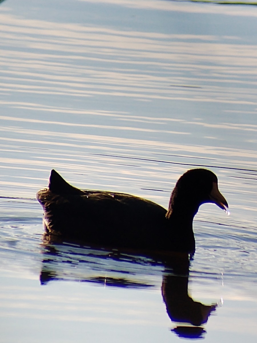 American Coot - ML196199041