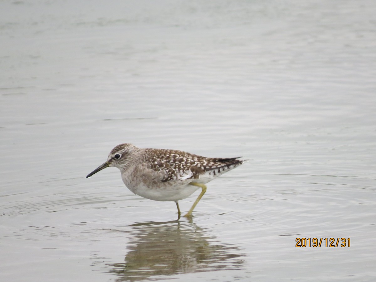 Wood Sandpiper - ML196200121