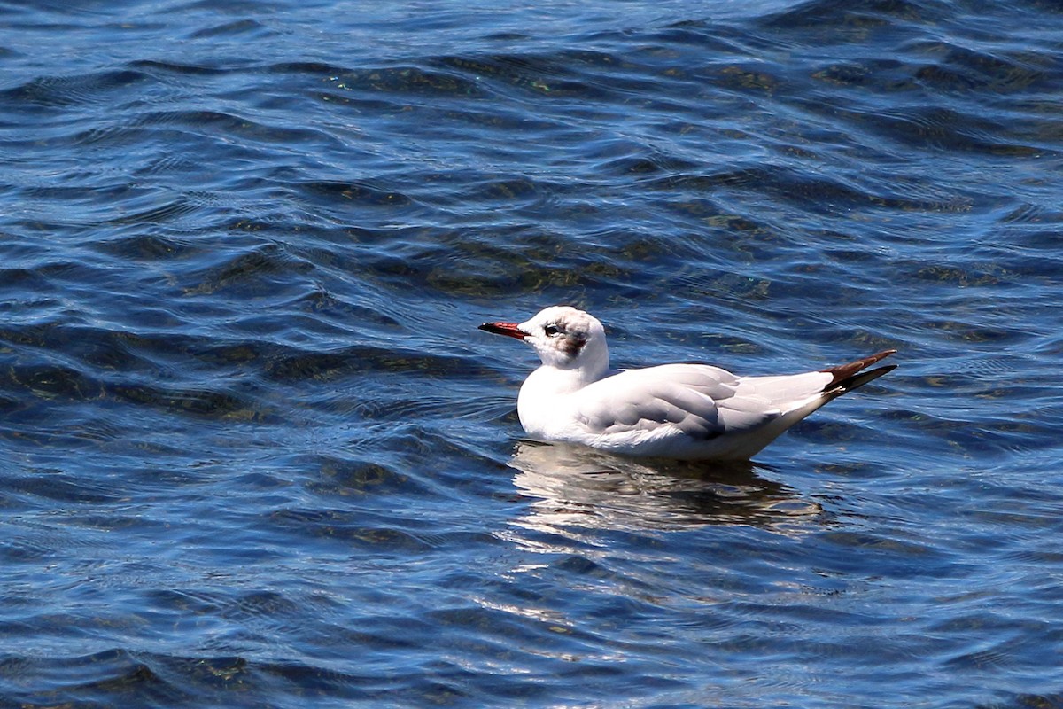 Brown-hooded Gull - ML196202291