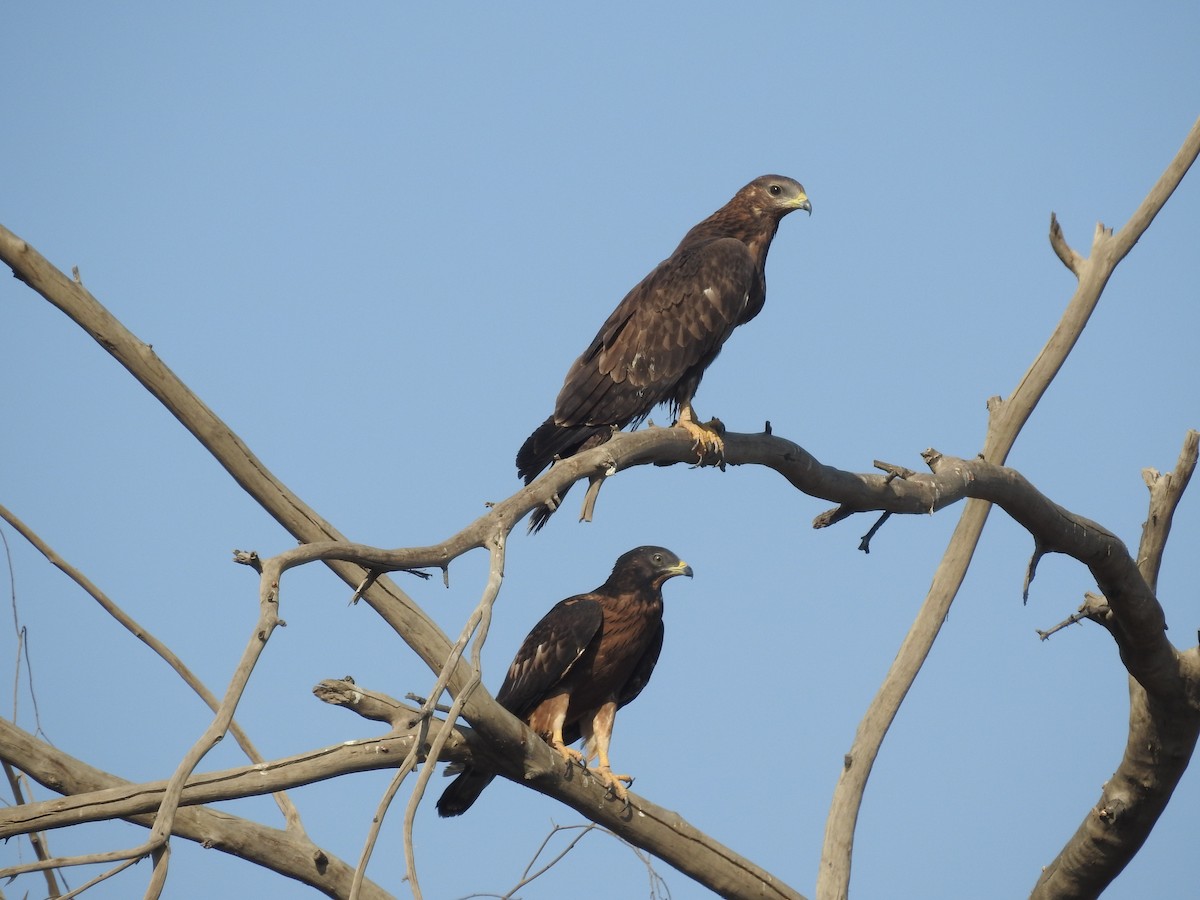 Oriental Honey-buzzard - Keramat Hafezi