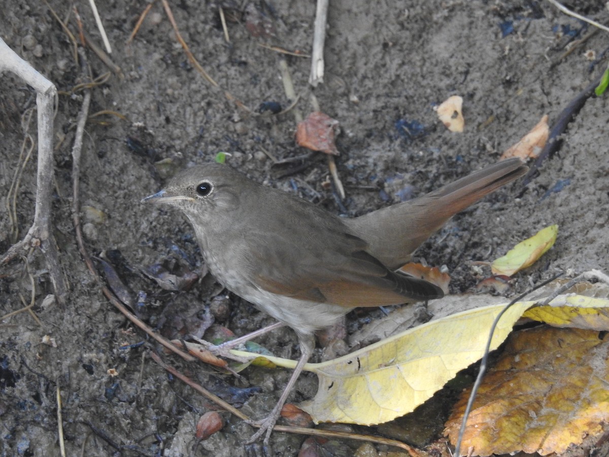 Thrush Nightingale - ML196206591