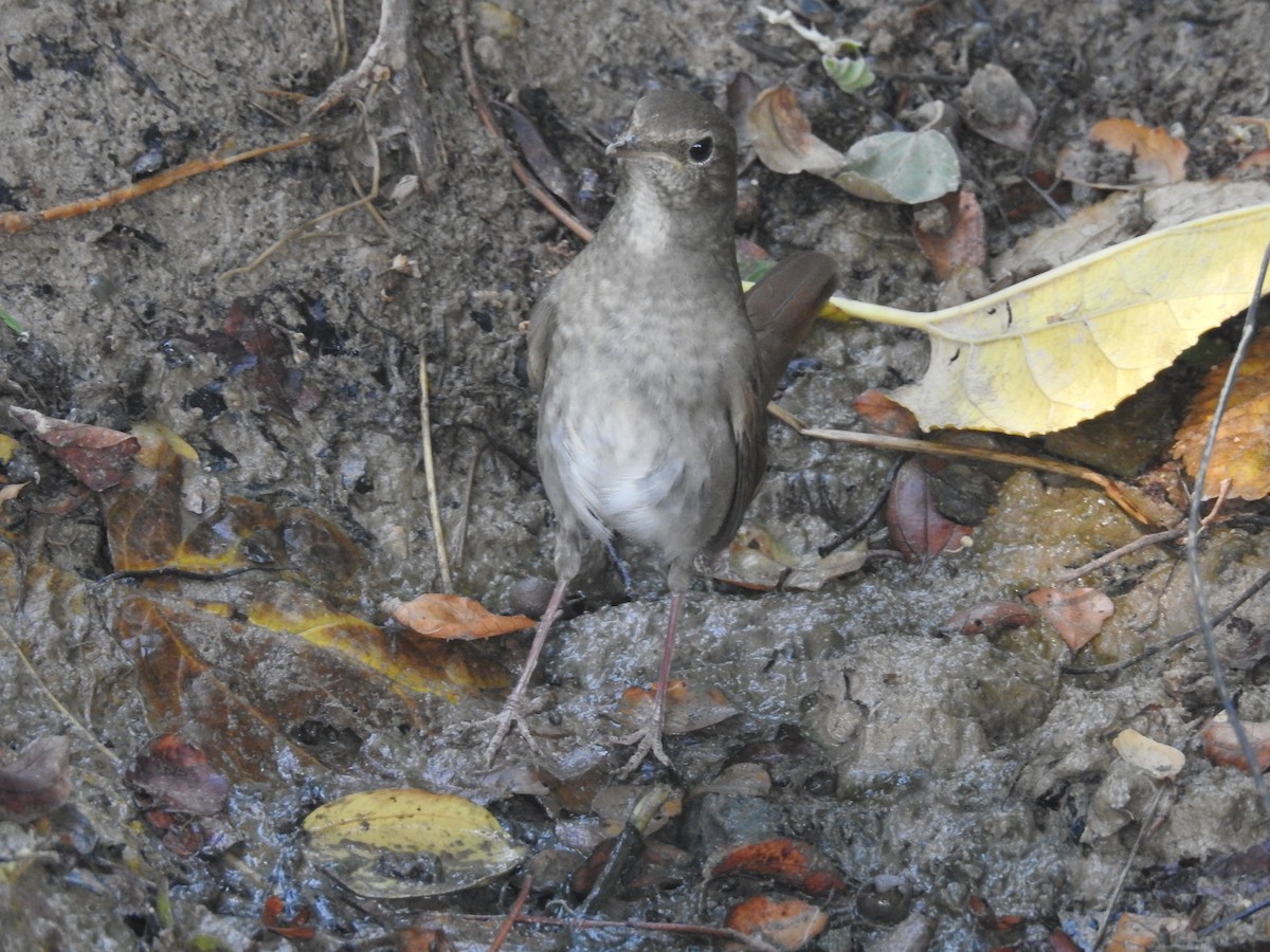 Thrush Nightingale - ML196206601